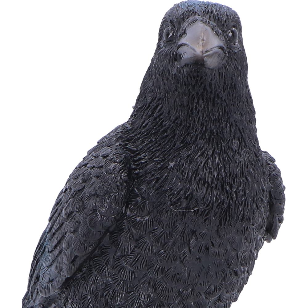 Raven's Vigil